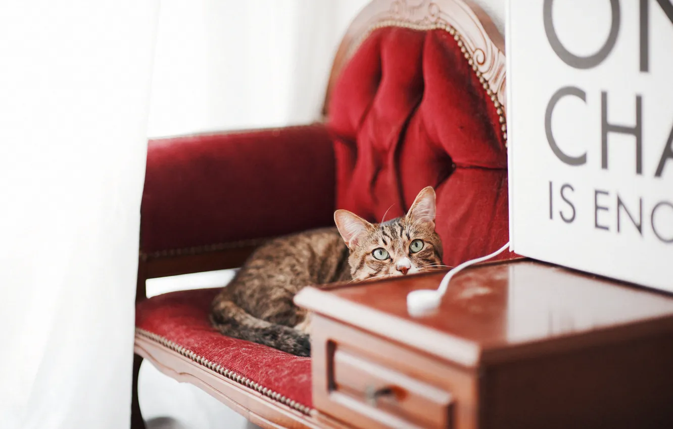 Photo wallpaper cat, cat, look, pose, face