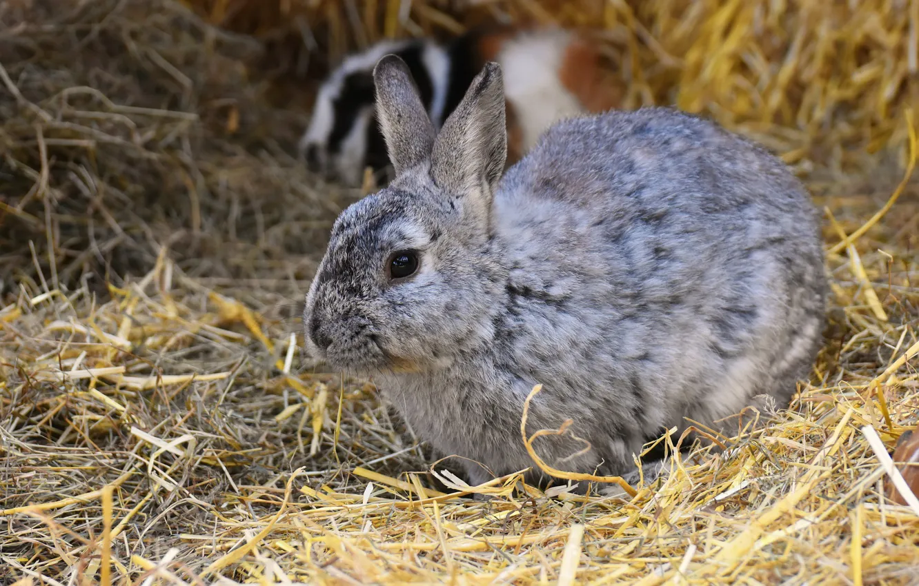 Photo wallpaper rabbit, muzzle, hay