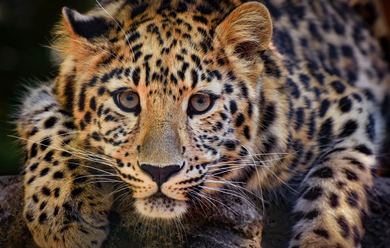 Photo wallpaper look, face, predator, paws, leopard, wild cat