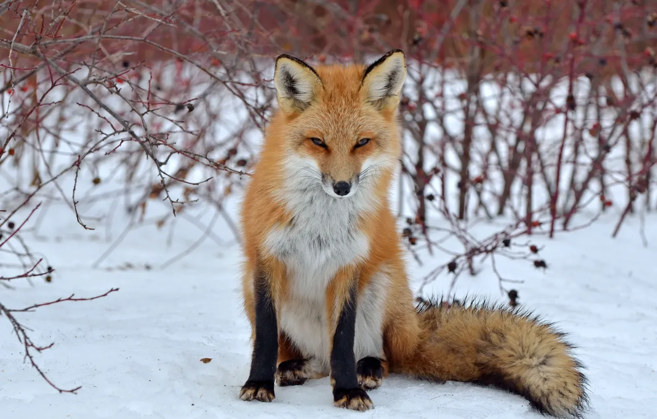 Photo wallpaper look, snow, Fox, Fox