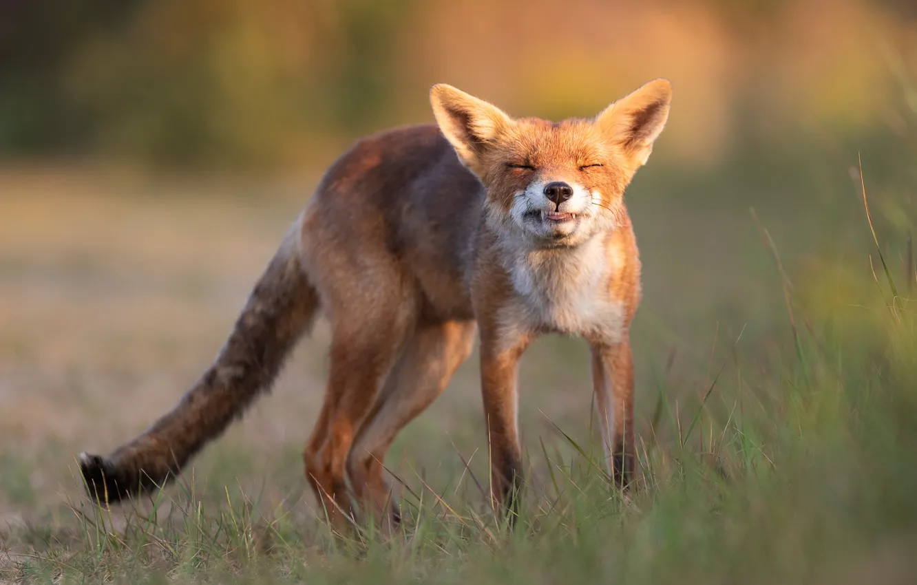 Photo wallpaper grass, look, face, pose, Fox, red, the expression, Fox