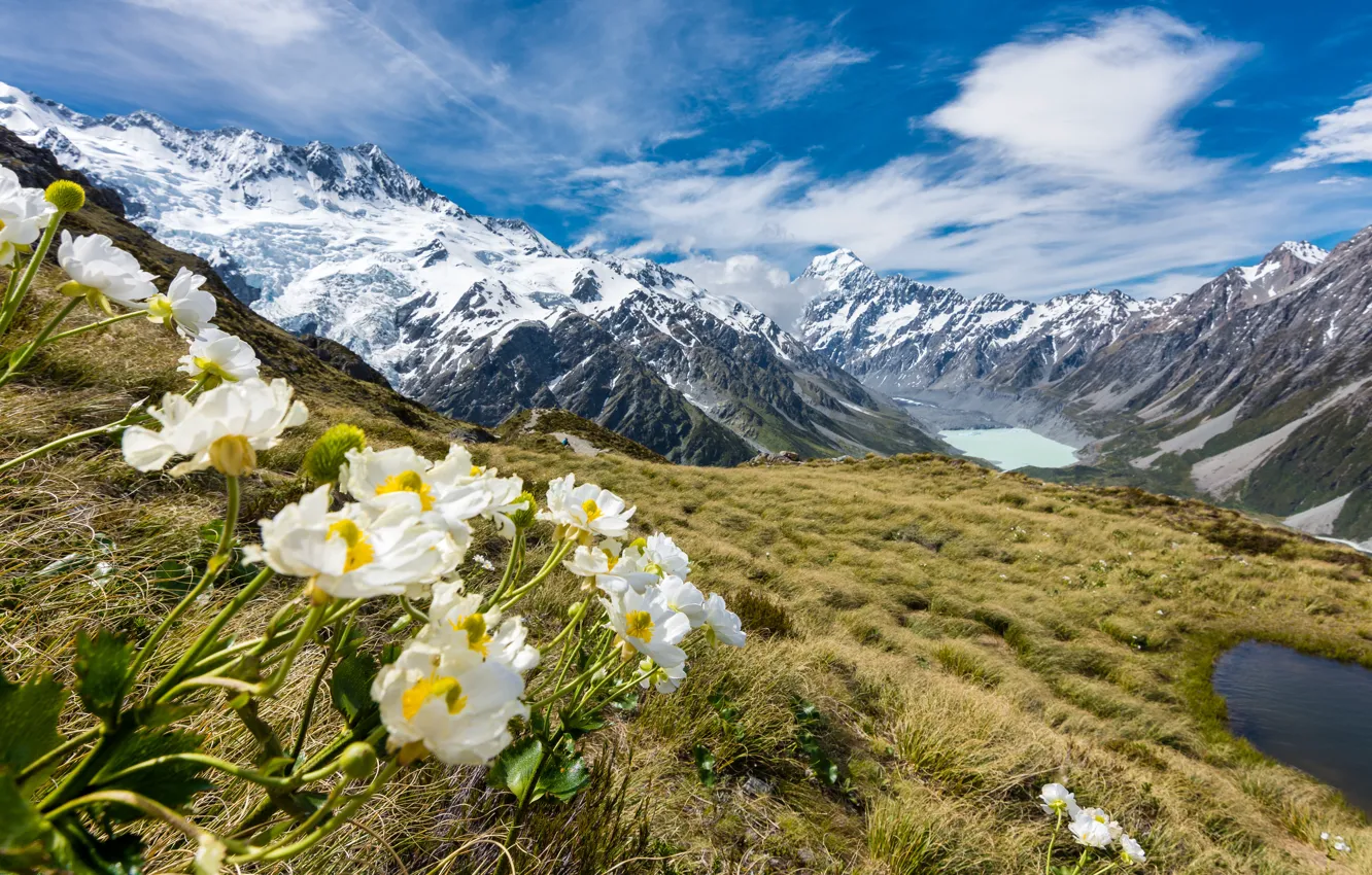 Photo wallpaper snow, mountains, tops, New Zealand, buttercups, Mount Cook, Mueller glacier