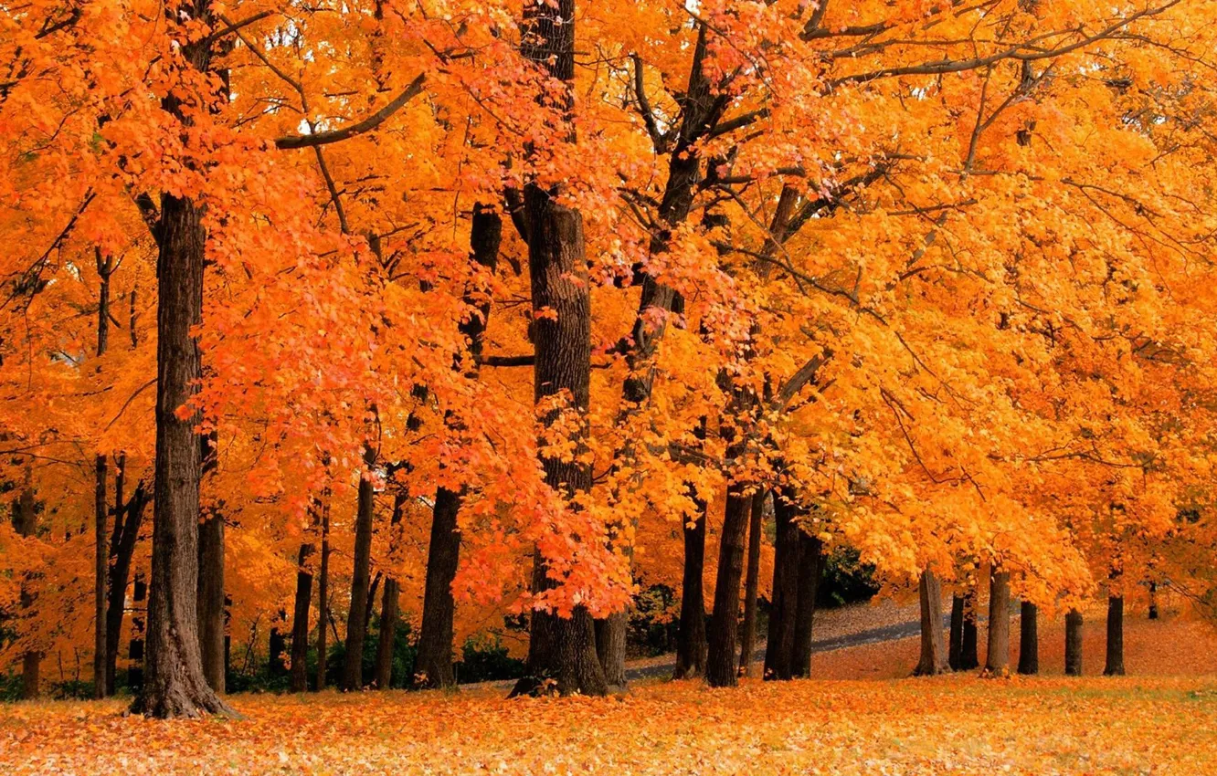 Photo wallpaper autumn, forest, leaves, trees, yellow, nature, falling leaves, parks