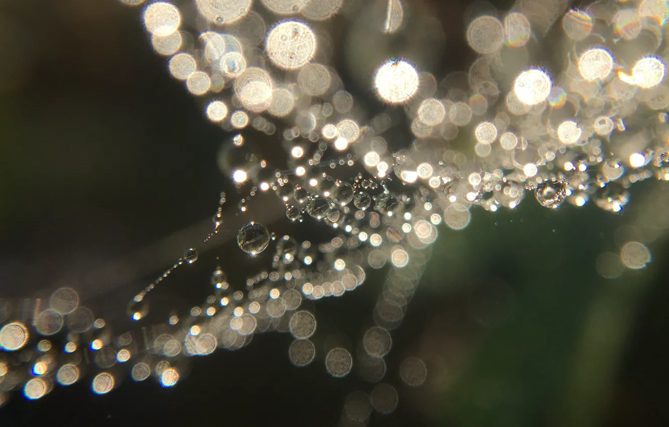 Photo wallpaper Rosa, web, morning, the patch of light