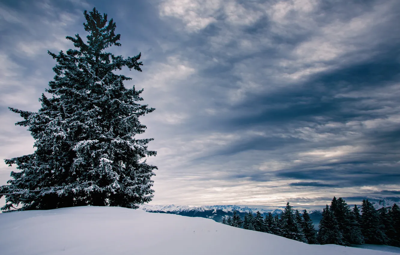 Photo wallpaper winter, snow, spruce, frost