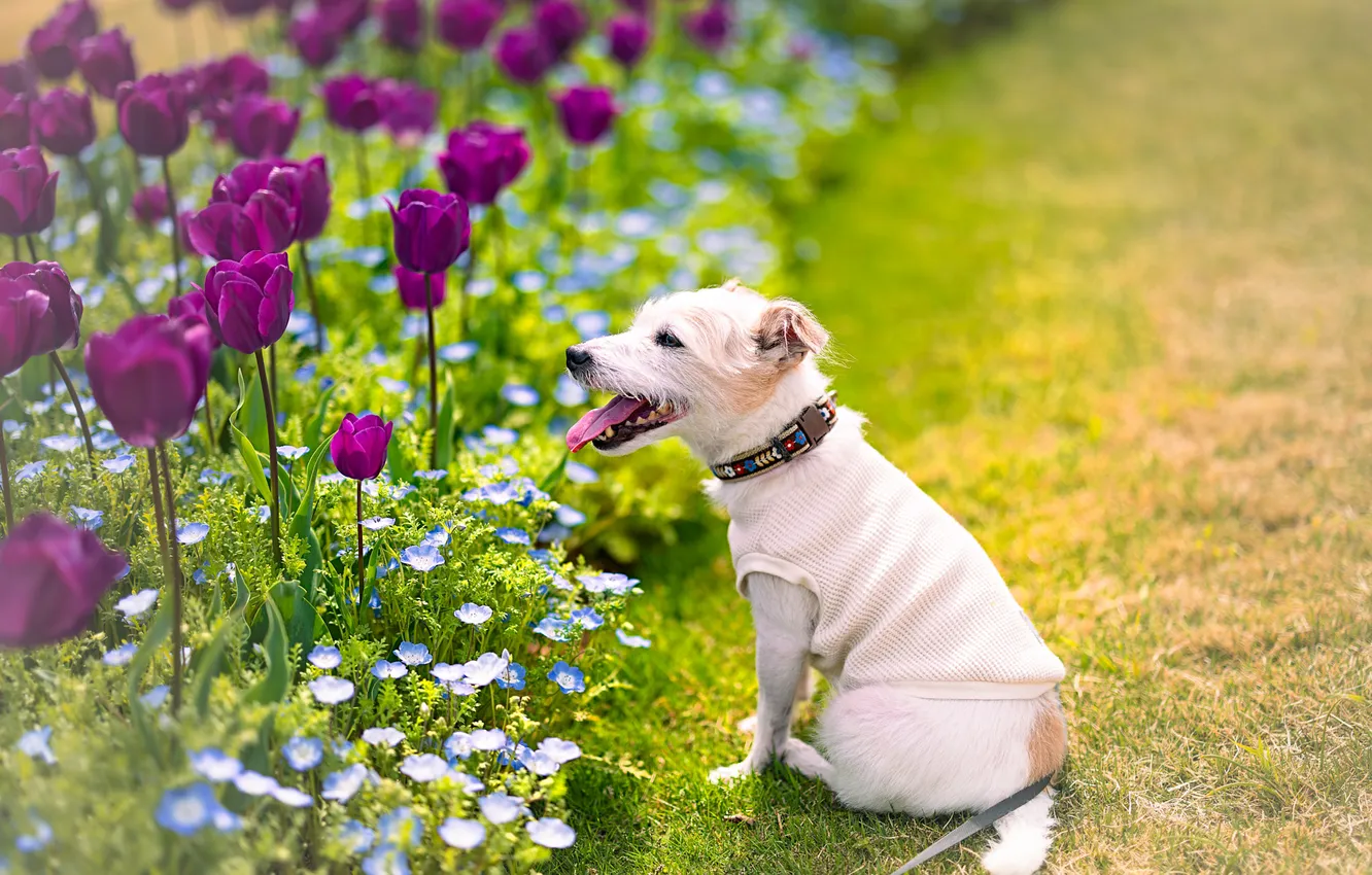 Photo wallpaper look, nature, pose, dog, face