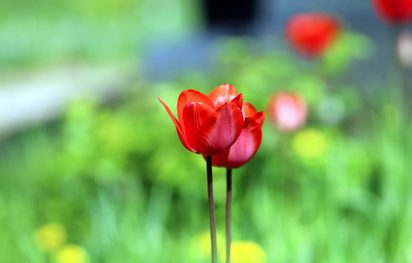 Photo wallpaper red, tulips, green background