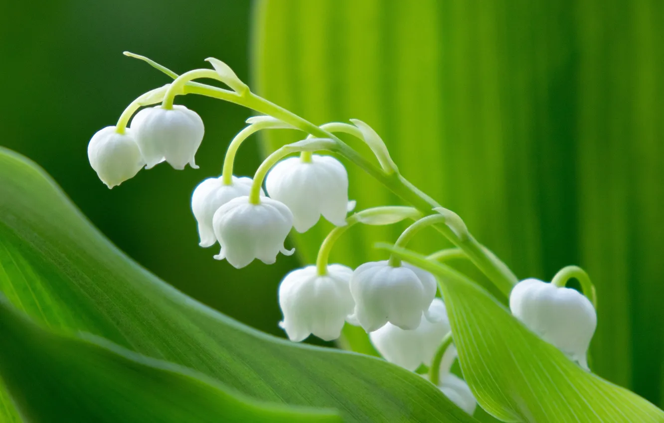 Photo wallpaper leaves, macro, flowers, spring, white, lilies of the valley