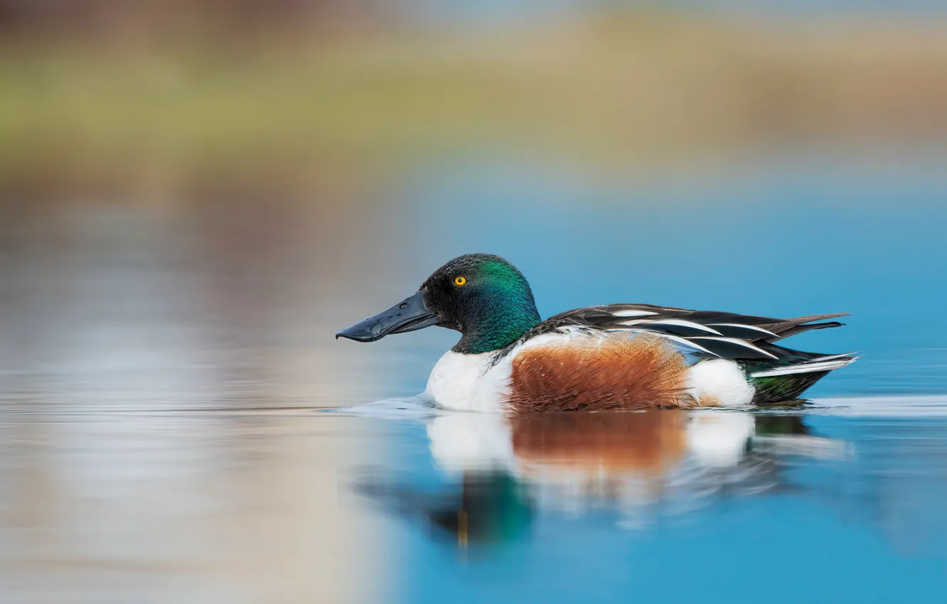 Photo wallpaper reflection, bird, duck, profile, pond, blue background, swimming