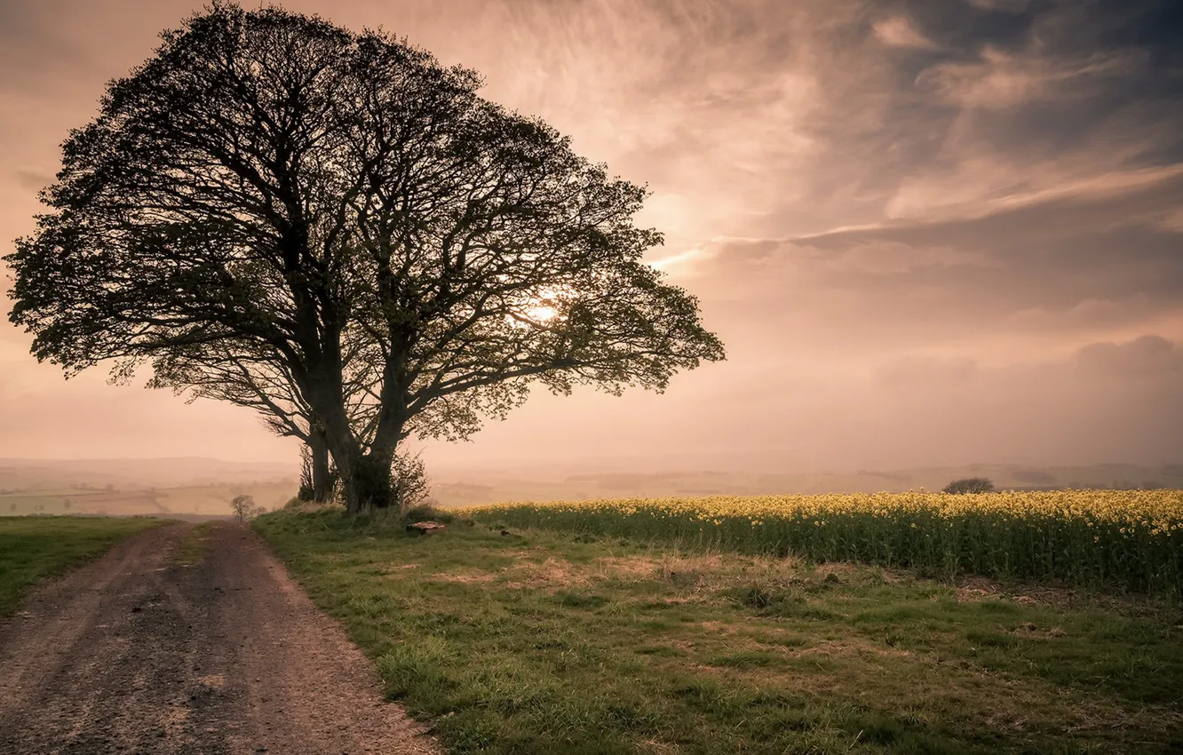 Photo wallpaper road, trees, morning