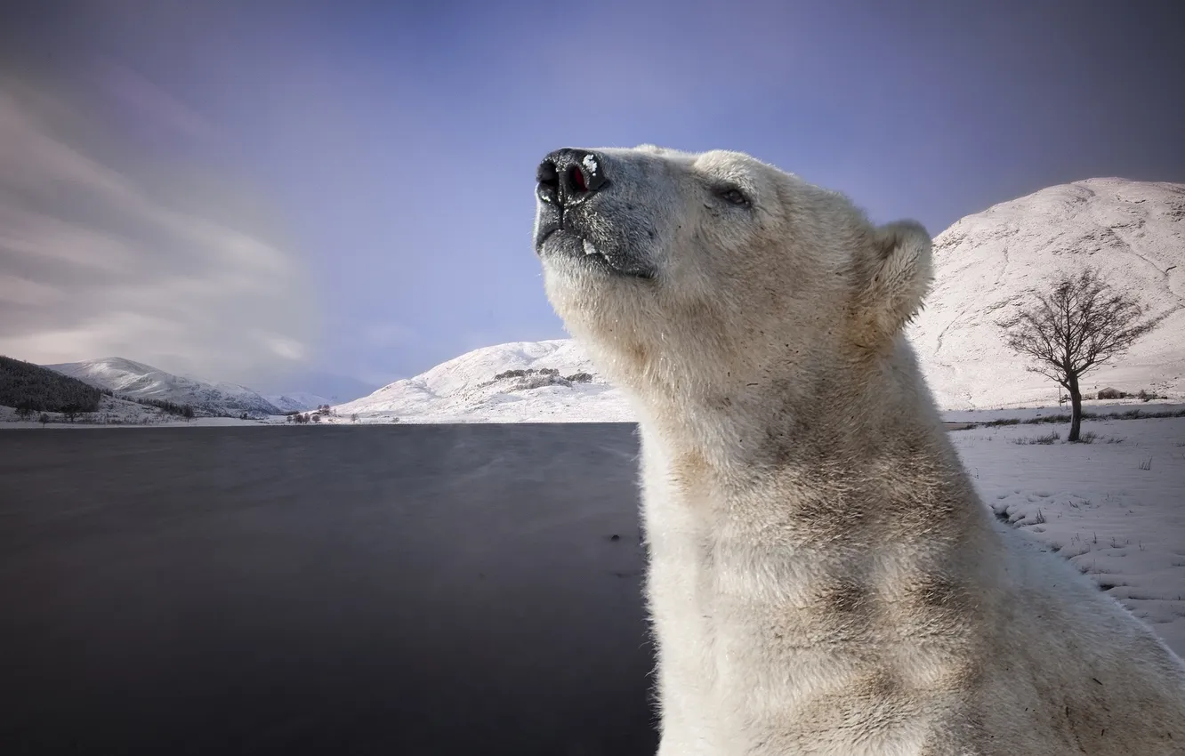 Photo wallpaper nature, polar bear, Arctic