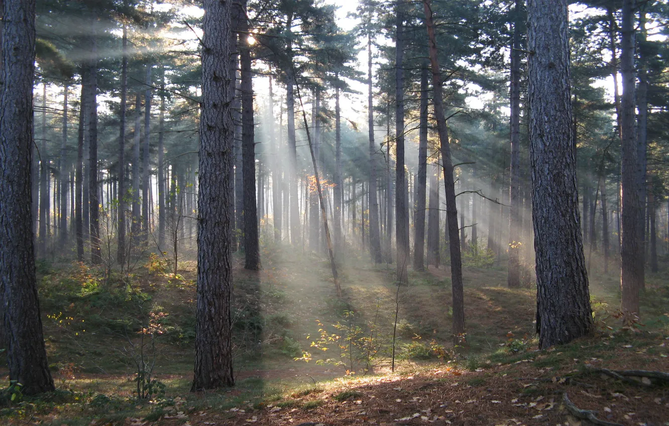 Photo wallpaper forest, the sun, rays, nature, trail