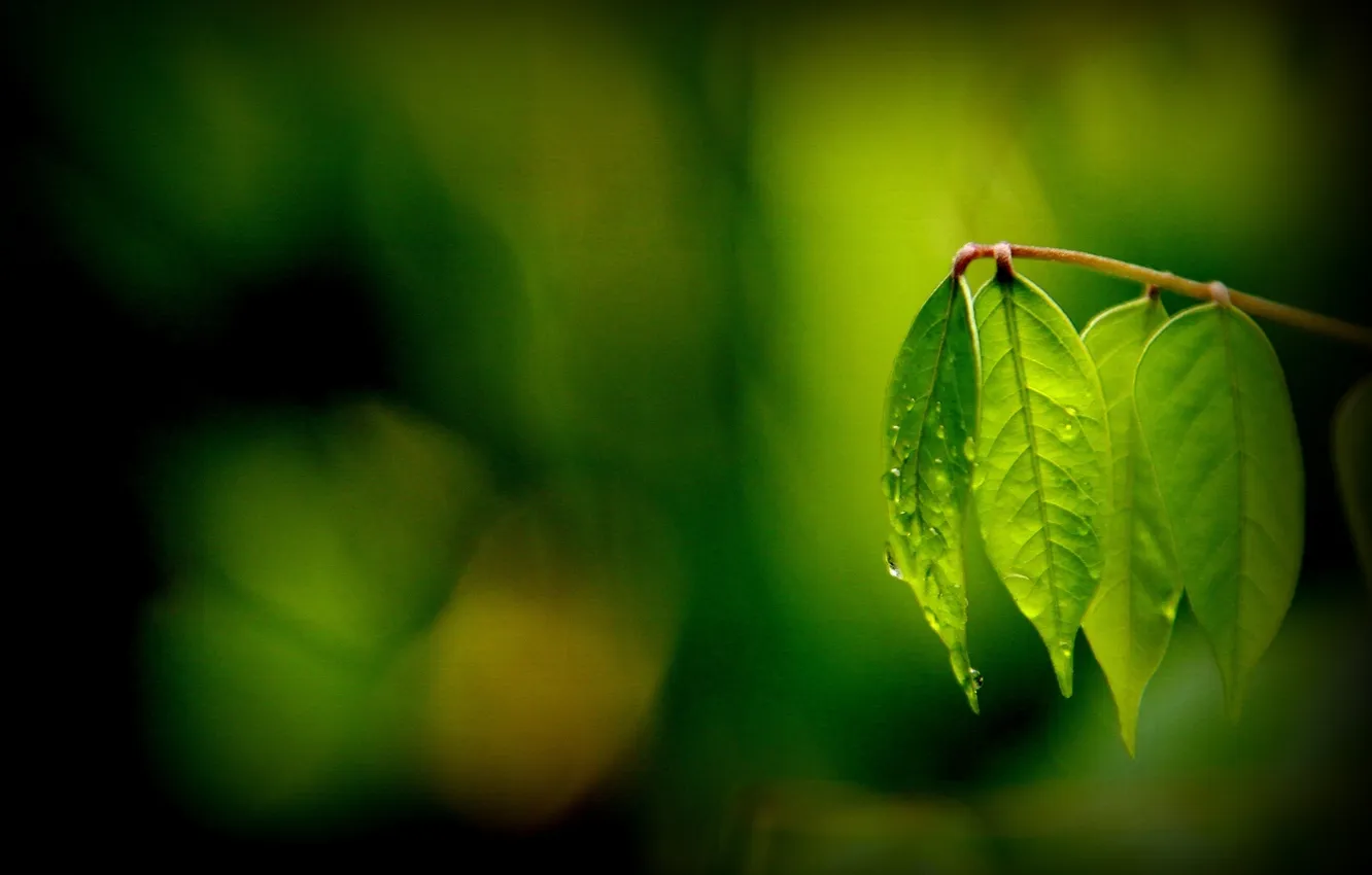 Photo wallpaper leaves, macro, green, background, widescreen, Wallpaper, blur, leaf