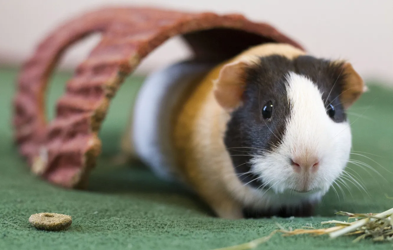 Photo wallpaper look, Guinea pig, rodent