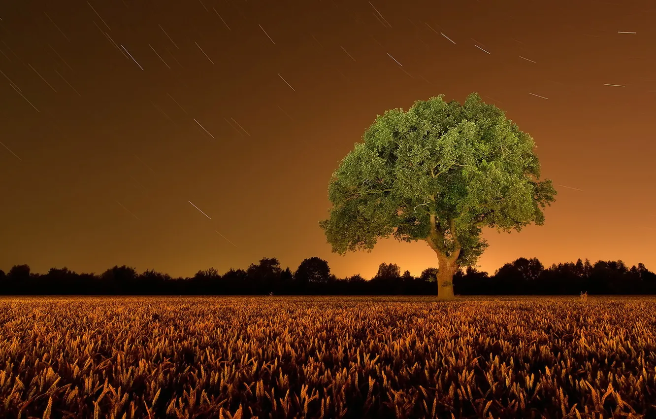 Photo wallpaper field, landscape, night, tree