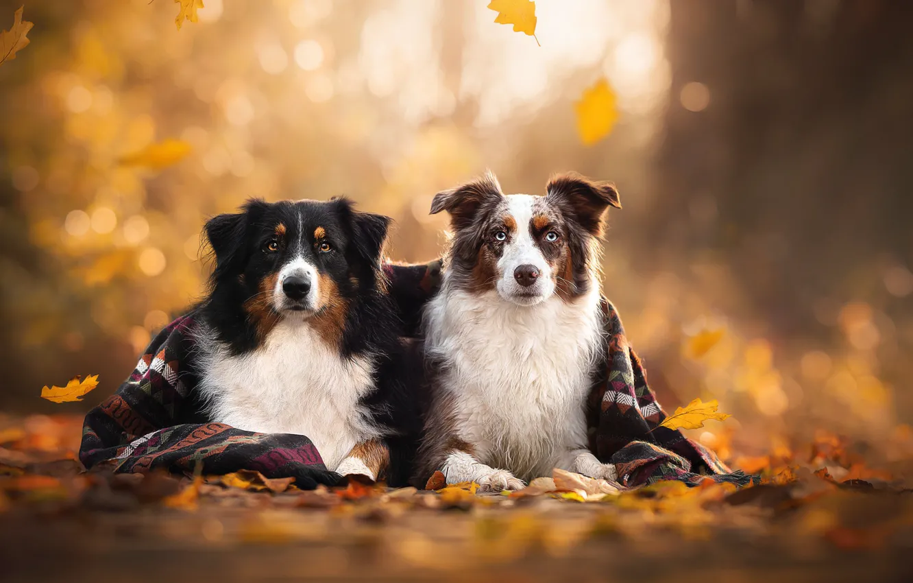 Photo wallpaper autumn, leaves, plaid, a couple, bokeh, two dogs