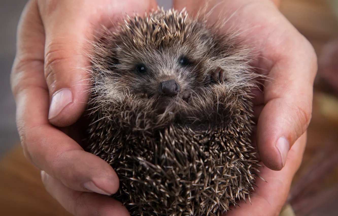 Photo wallpaper look, hands, muzzle, hedgehog, hedgehog