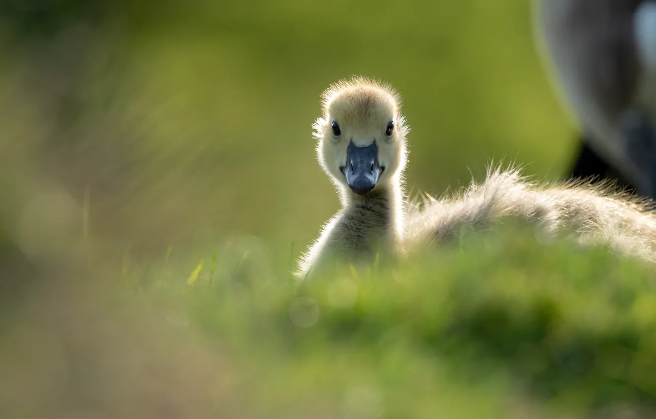 Photo wallpaper Chicks, geese, the goslings