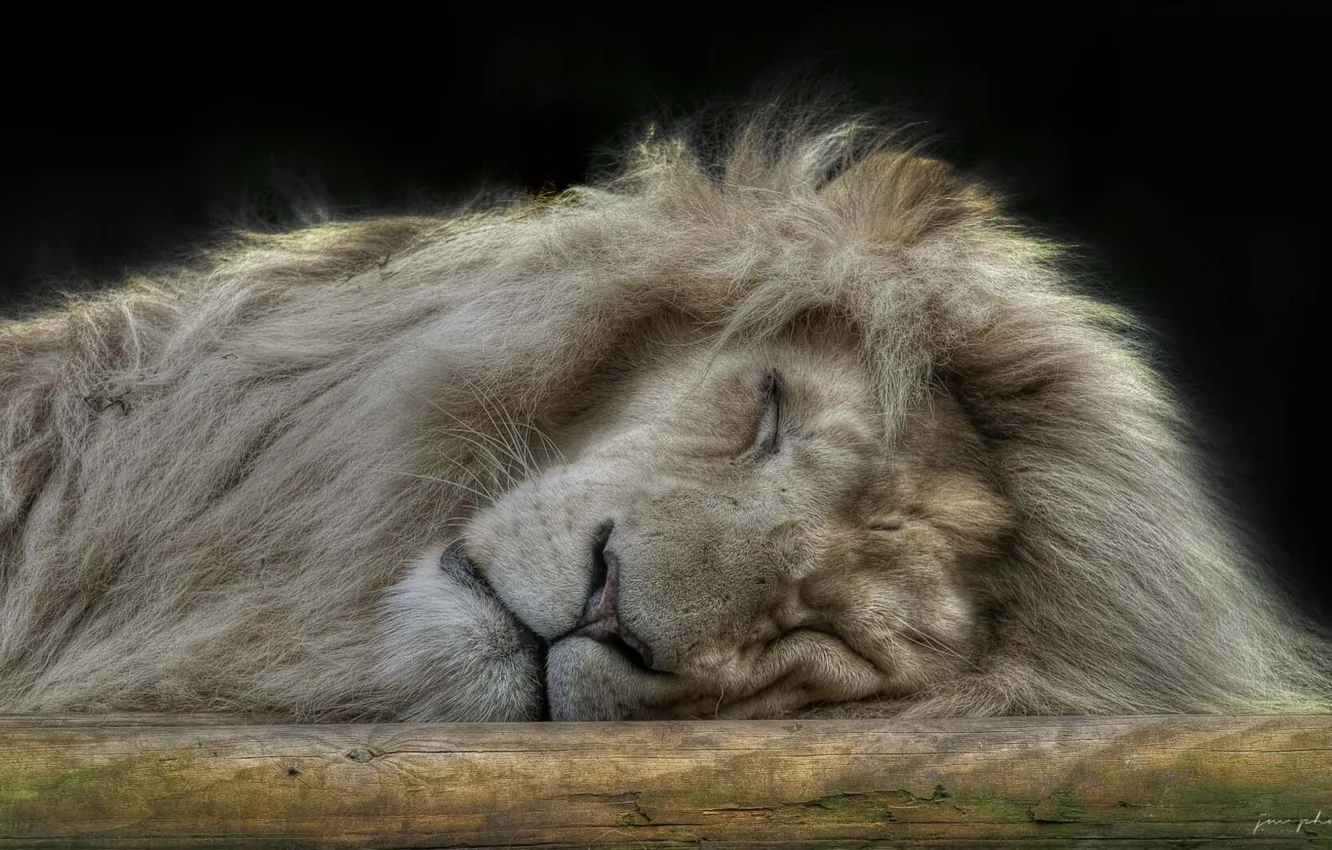 Photo wallpaper sleep, Leo, the king of beasts