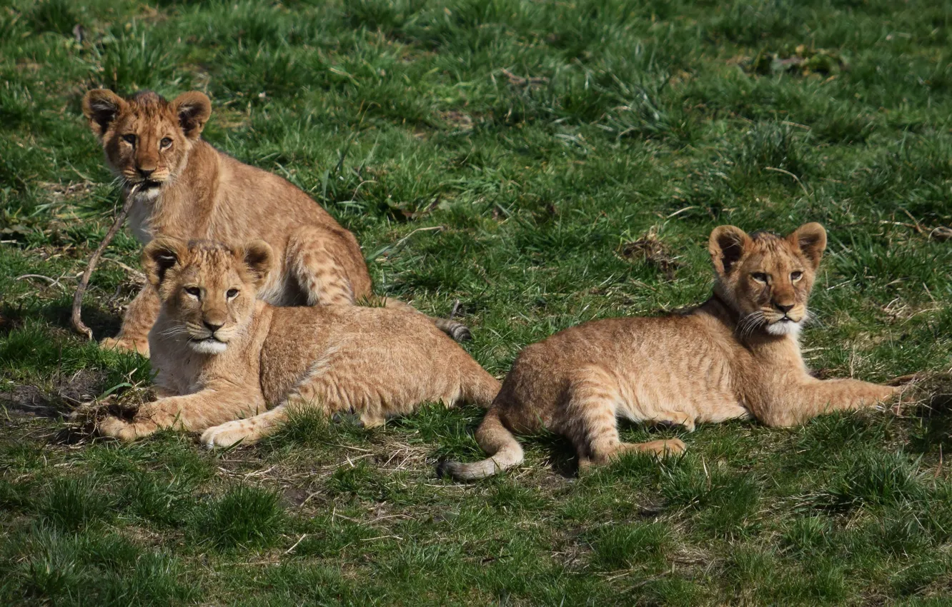Photo wallpaper nature, baby, weed, lion