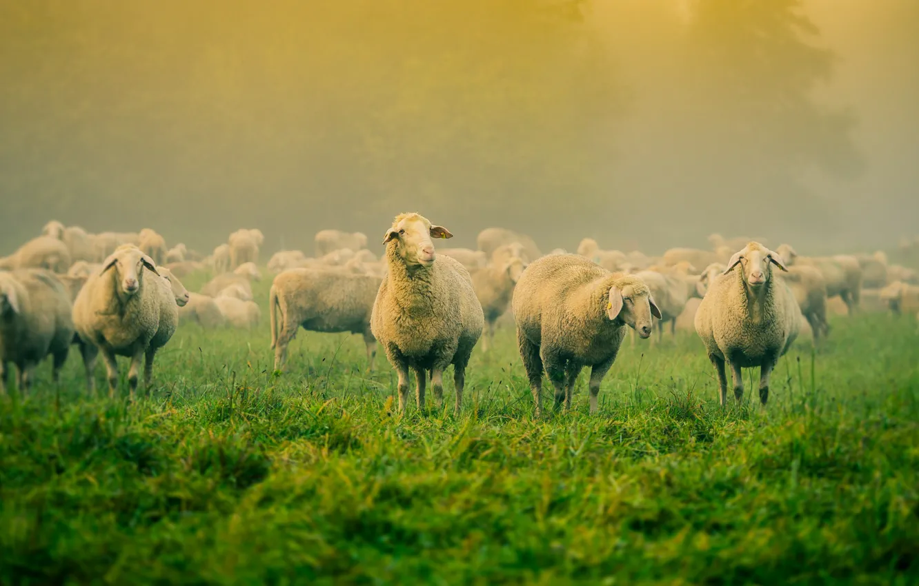 Photo wallpaper field, fog, sheep