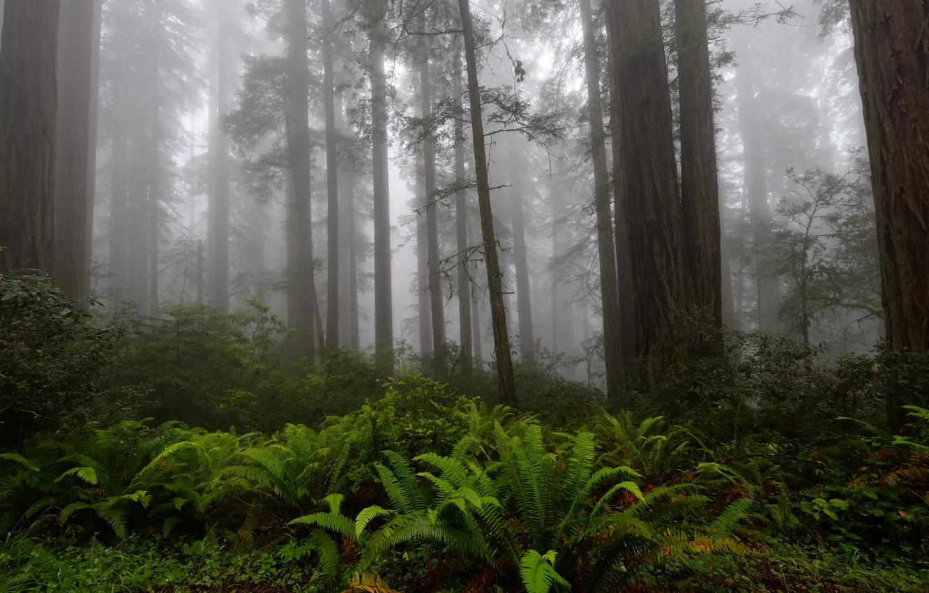 Photo wallpaper forest, trees, nature, fog, CA, USA, USA, fern