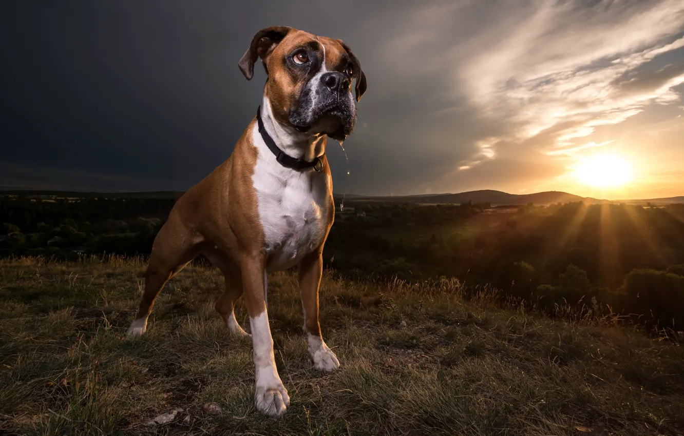 Photo wallpaper sunset, each, dog