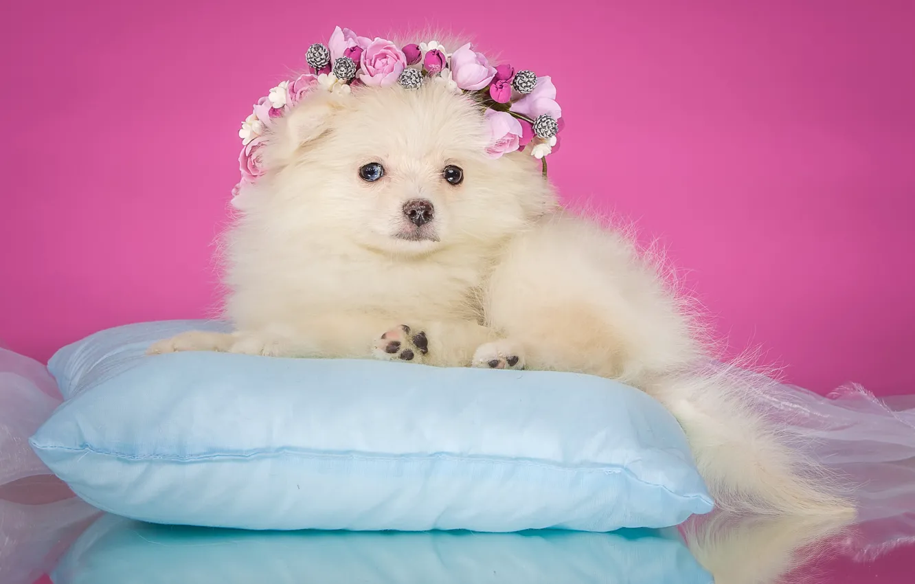 Photo wallpaper flowers, background, pink, dog, puppy, lies, pillow, elegant