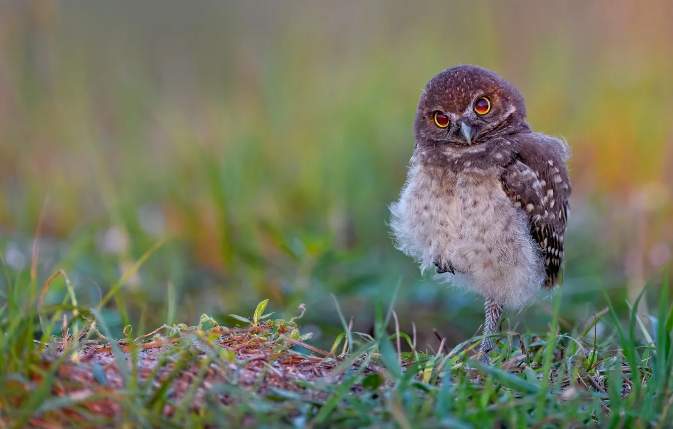 Photo wallpaper grass, look, pose, owl, bird, glade, is, bokeh