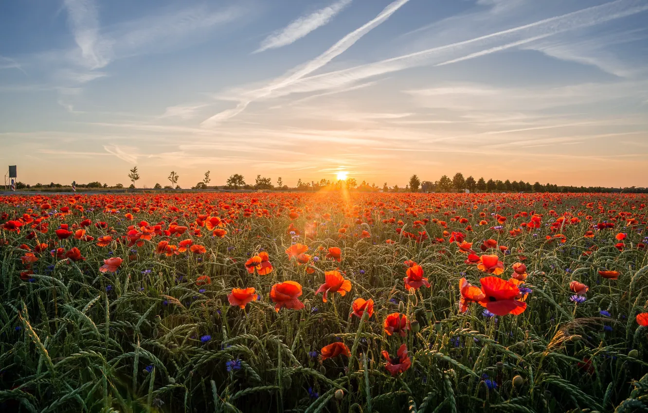 Photo wallpaper field, summer, the sky, the sun, clouds, light, landscape, flowers
