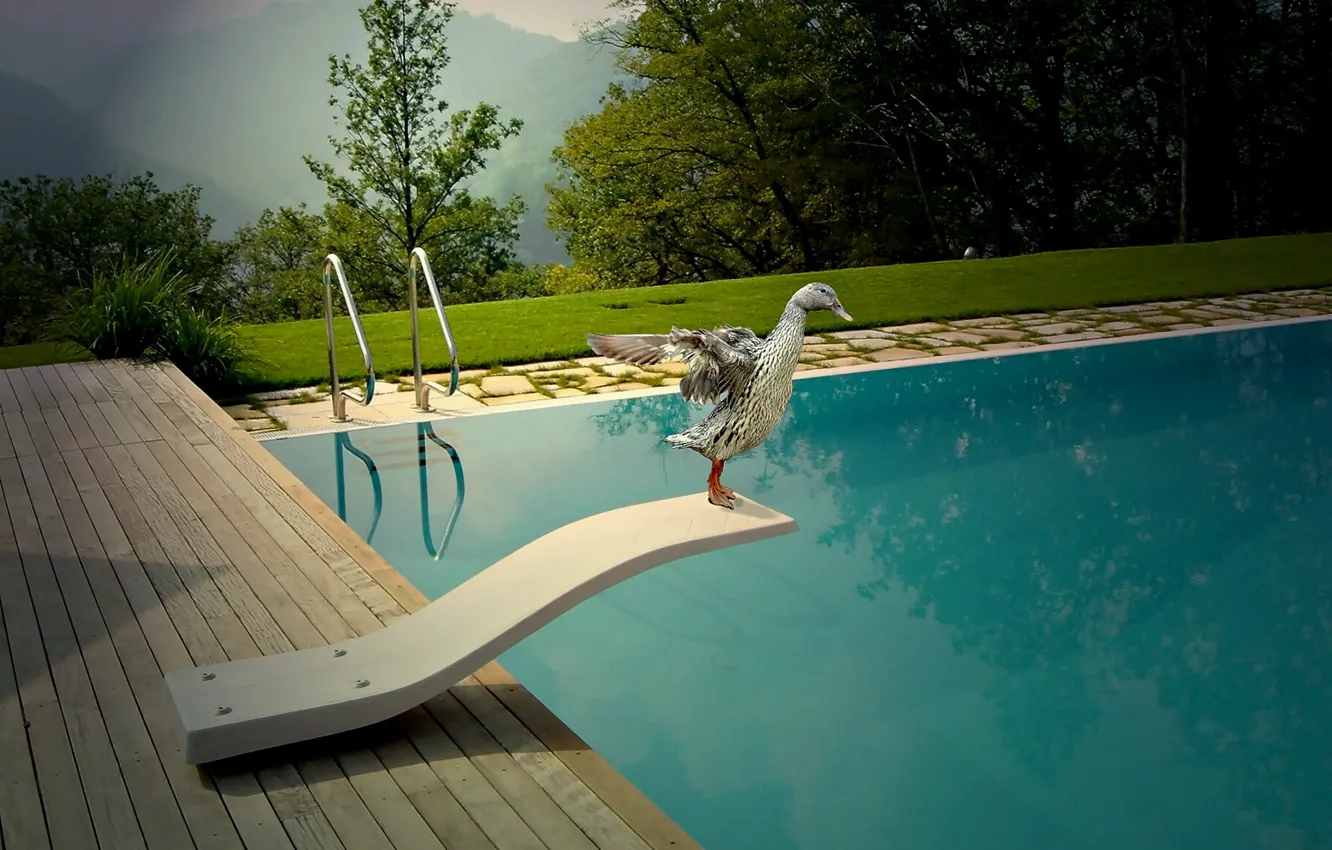 Photo wallpaper duck, jump, pool