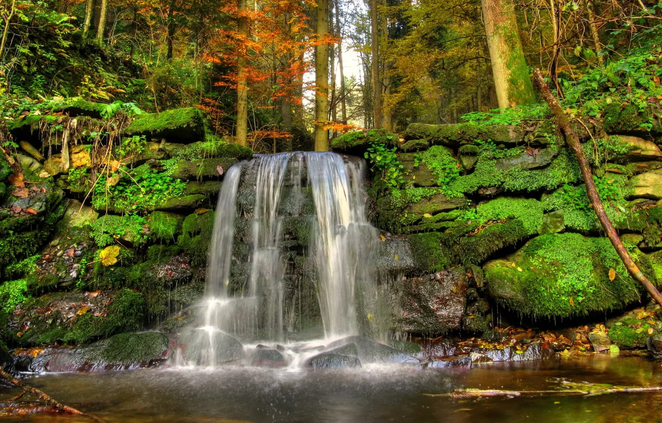 Photo wallpaper forest, trees, landscape, nature, stream, stones, waterfall, moss