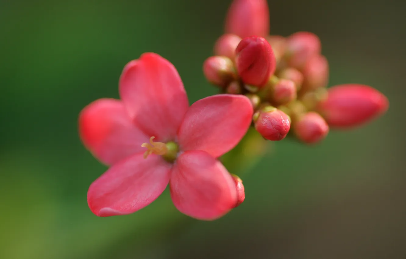 Photo wallpaper flower, macro, pink, buds