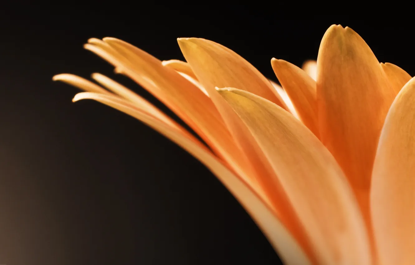 Photo wallpaper macro, flowers, photo, petals