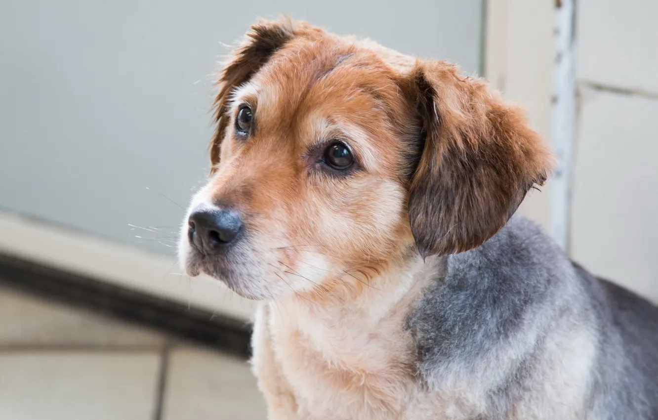 Photo wallpaper look, each, dog