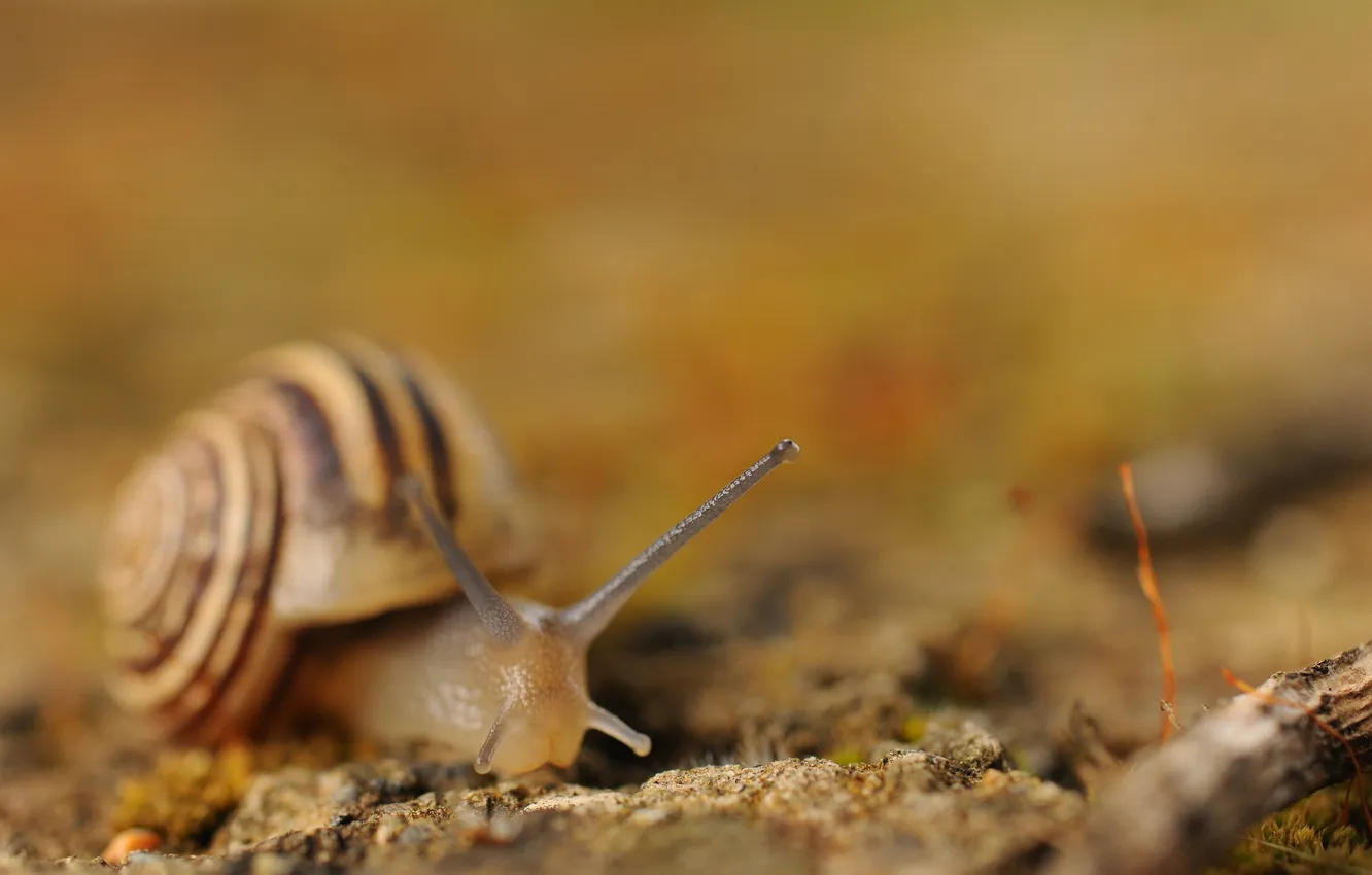 Photo wallpaper macro, nature, snail