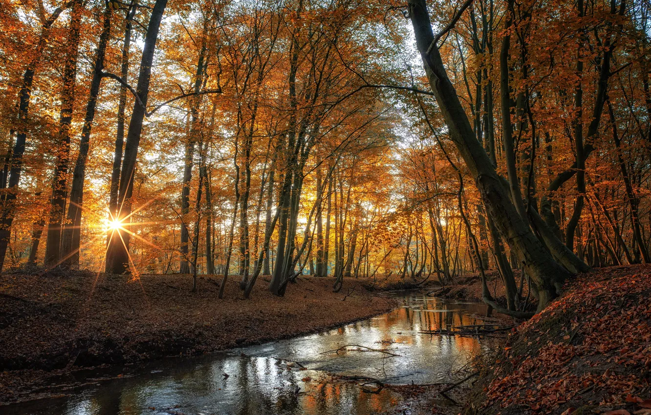 Photo wallpaper autumn, trees, pond, Park, pond