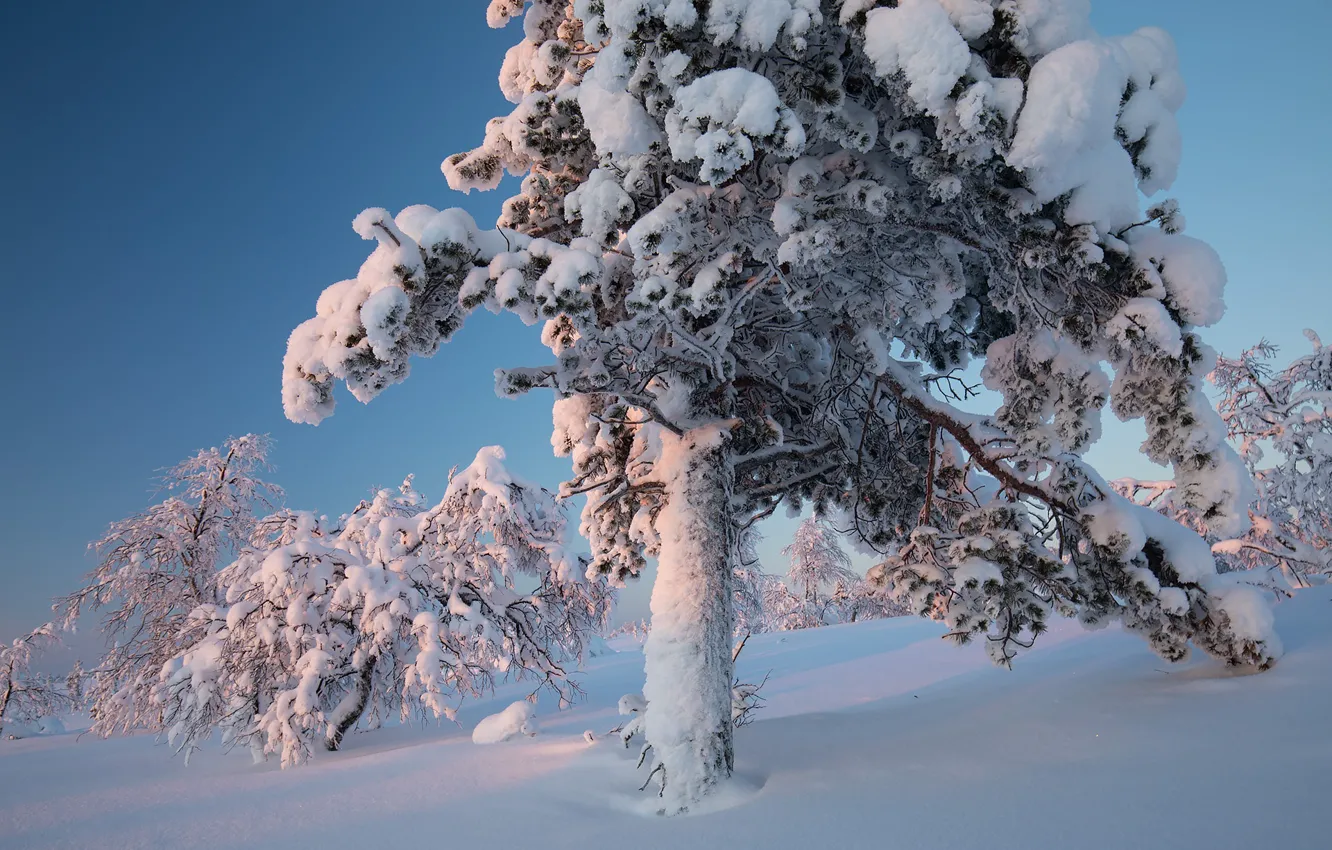 Photo wallpaper snow, nature, tree