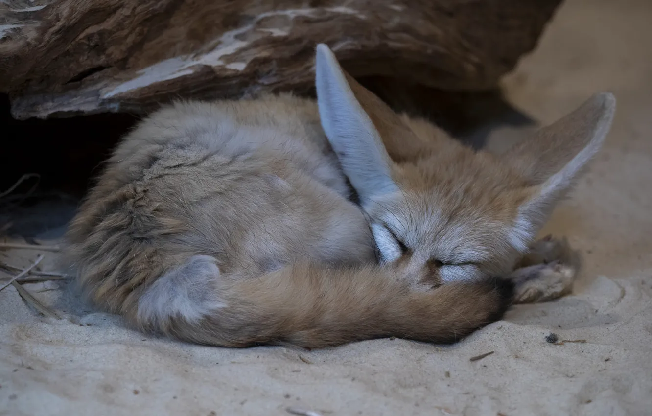 Photo wallpaper sand, pose, sleep, Fox, sleeping, tail, lies, snag