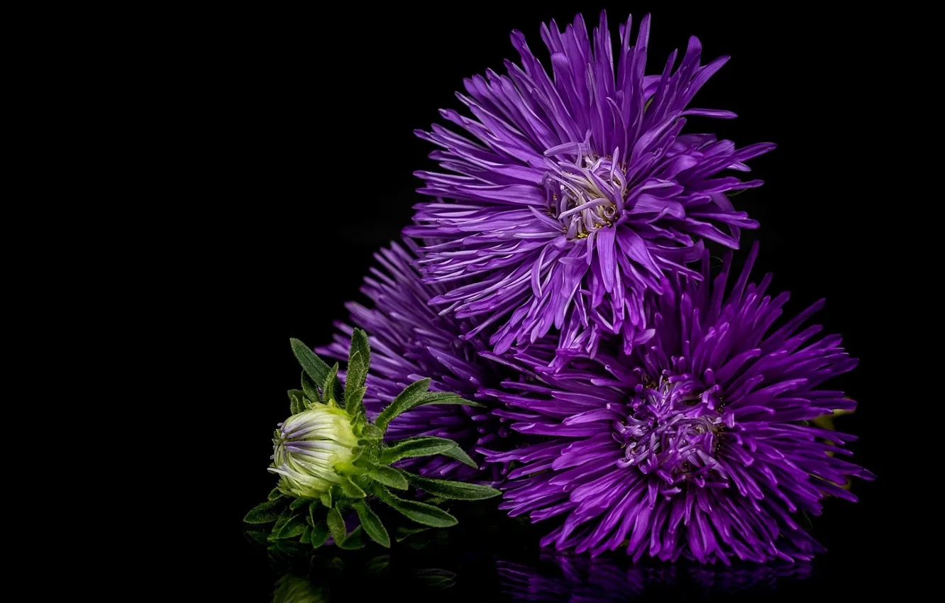 Photo wallpaper purple, background, chrysanthemum