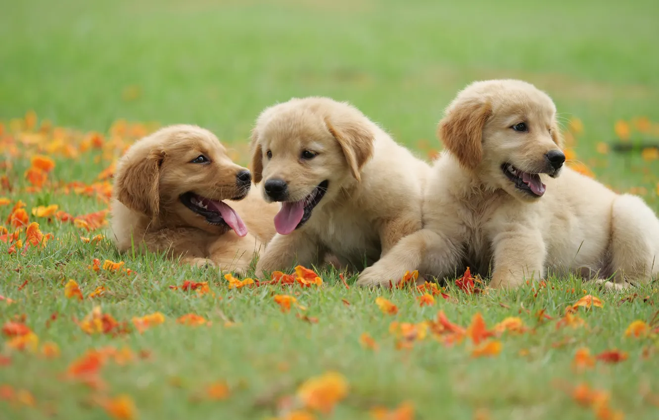 Photo wallpaper grass, flowers, Park, sweetheart, puppy, golden, lawn, puppy