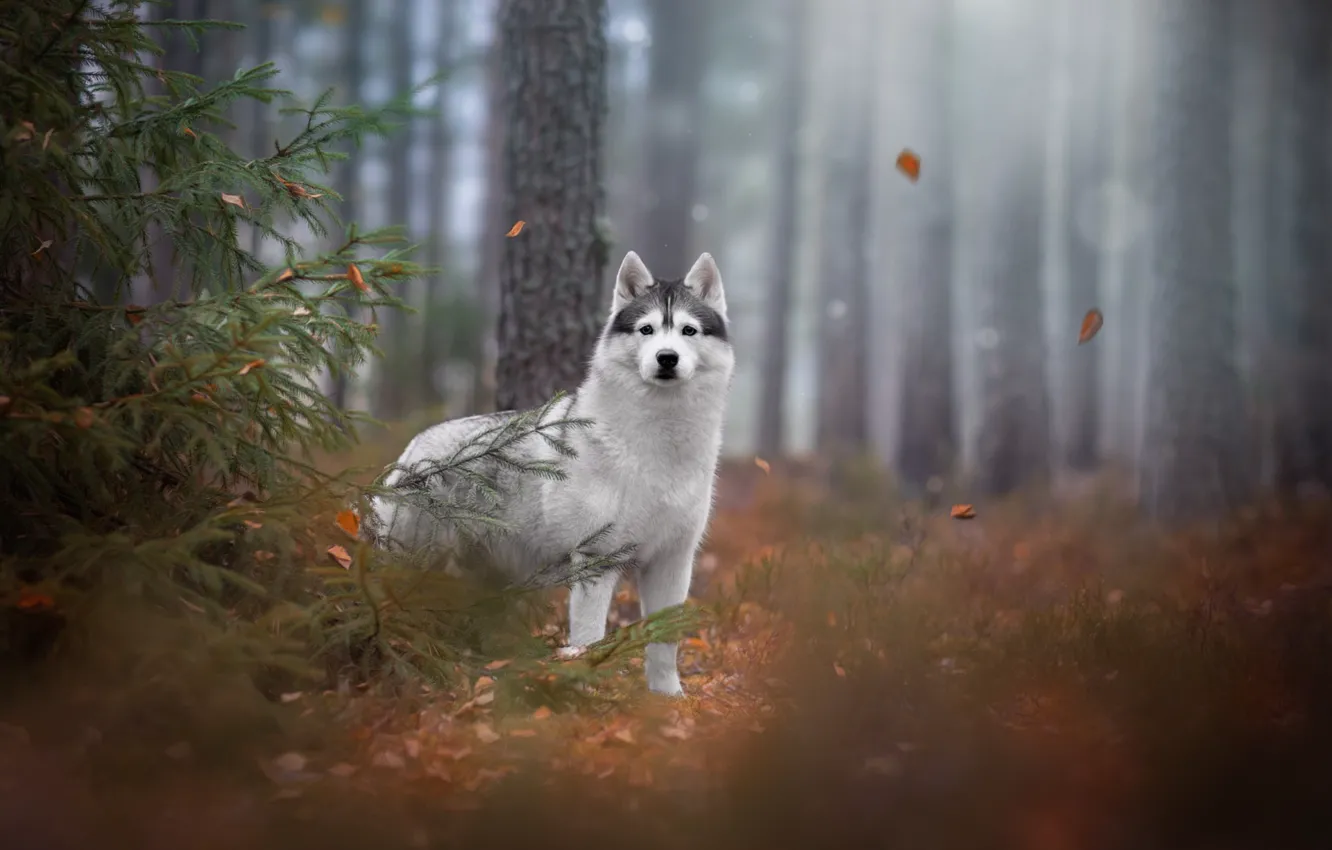 Photo wallpaper forest, spruce, husky