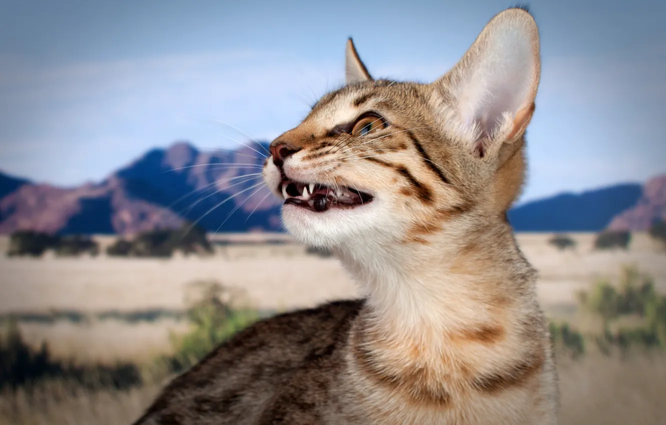 Photo wallpaper field, cat, the sky, cat, look, mountains, nature, portrait