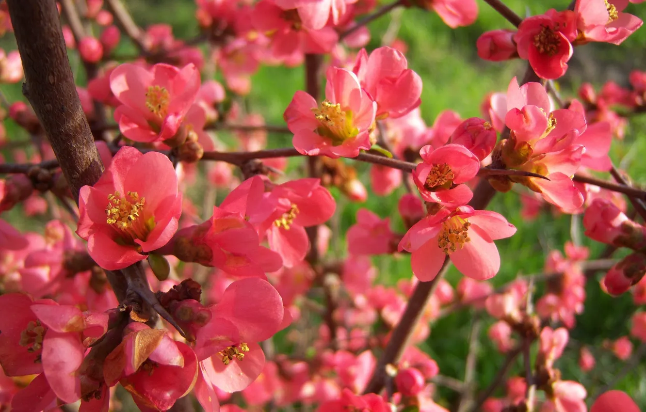 Photo wallpaper flowering, the bushes, quince, Meduzanol ©