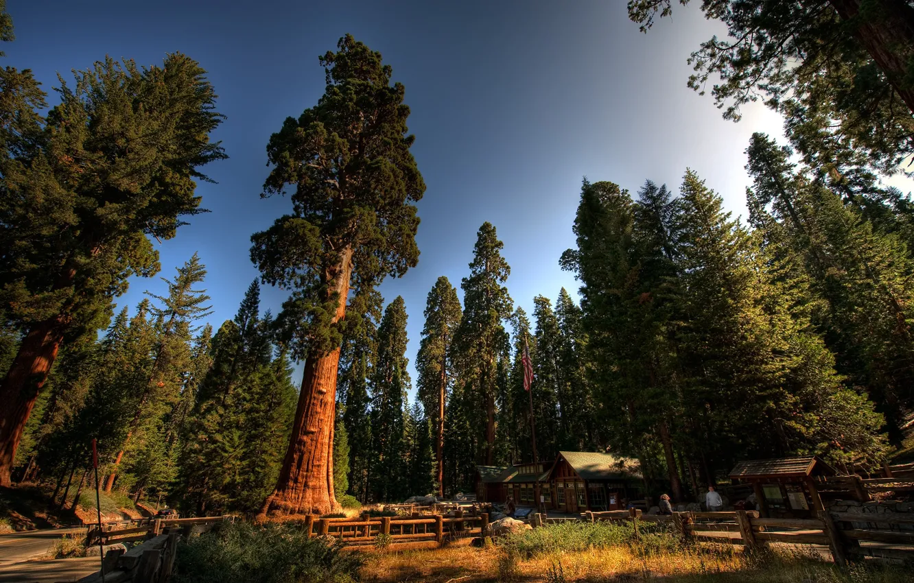 Photo wallpaper forest, the sky, trees, home