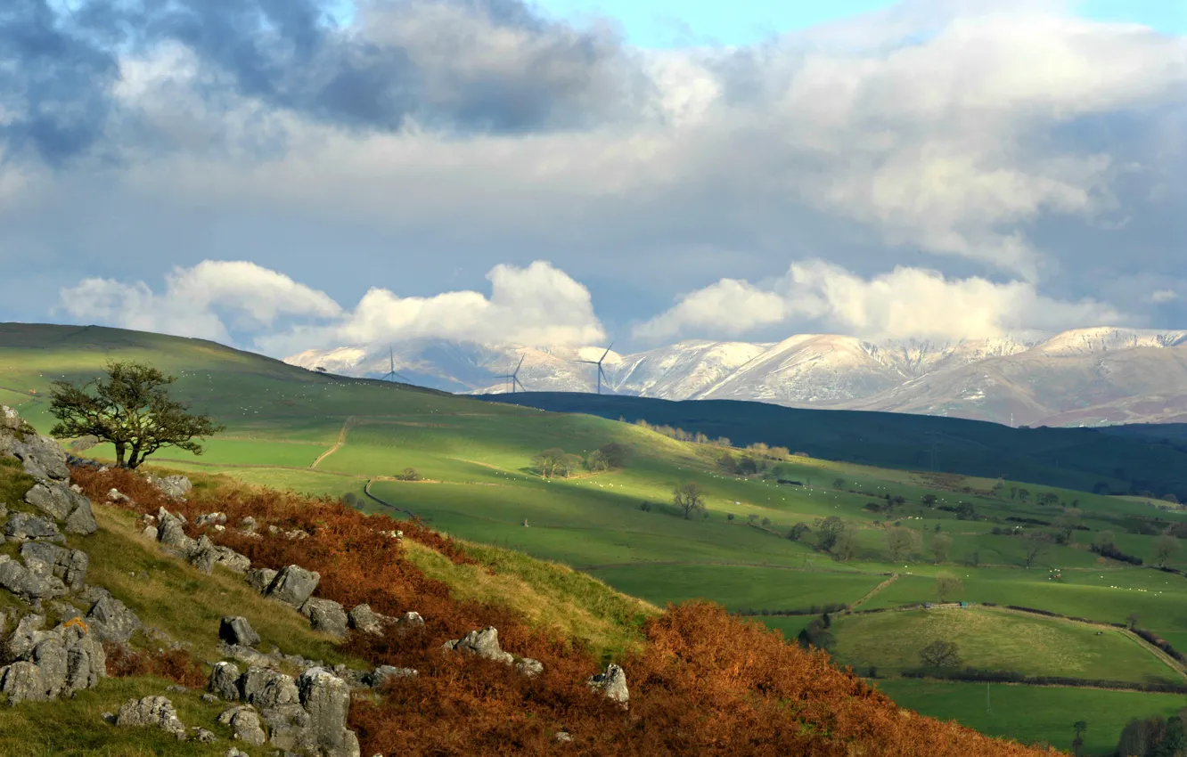 Photo wallpaper trees, nature, stones, hills, England, The newbiggin