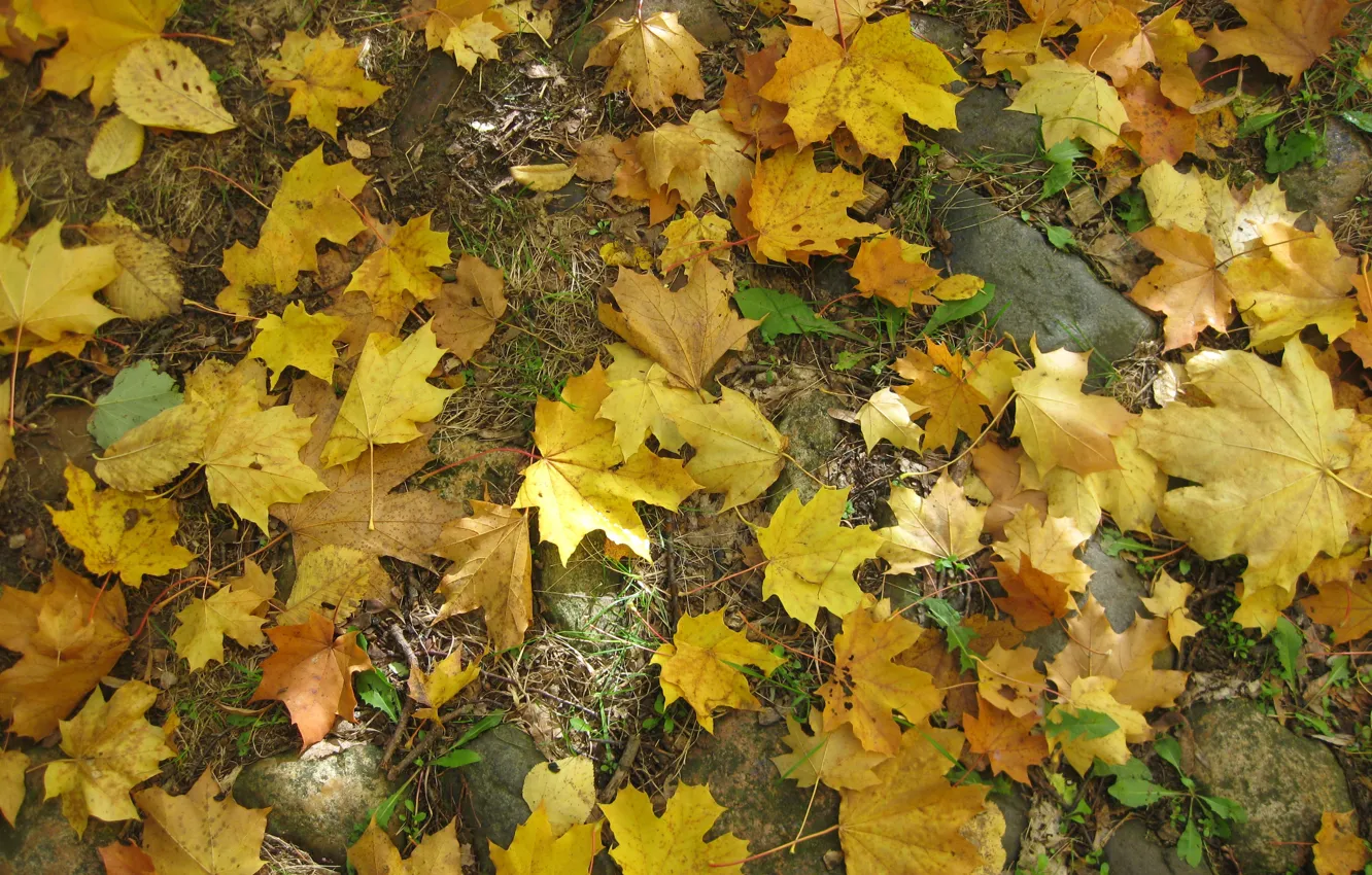 Photo wallpaper autumn, maple leaf, yellow background
