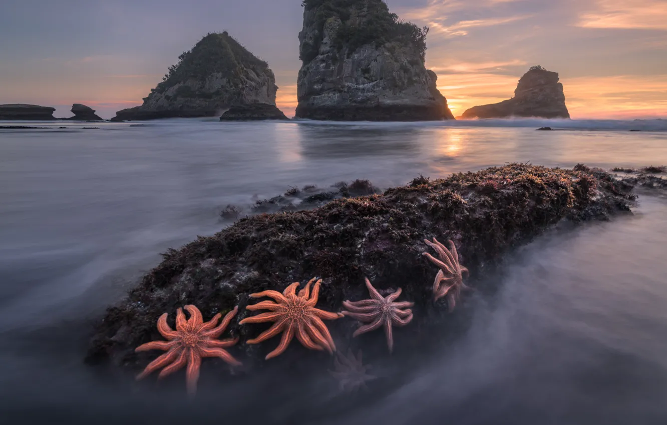 Photo wallpaper landscape, nature, stones, the ocean, rocks, morning, New Zealand, starfish
