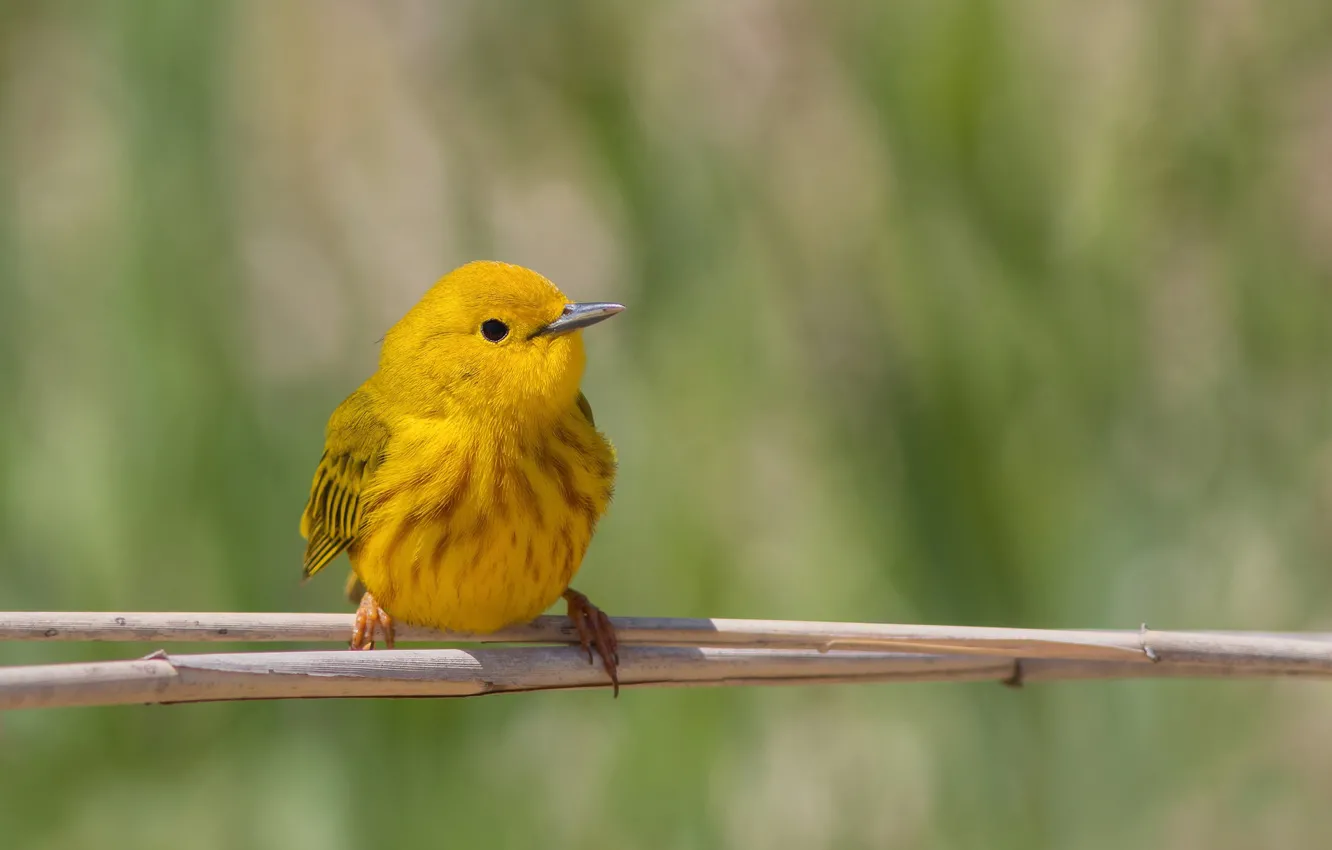 Photo wallpaper yellow, background, bird