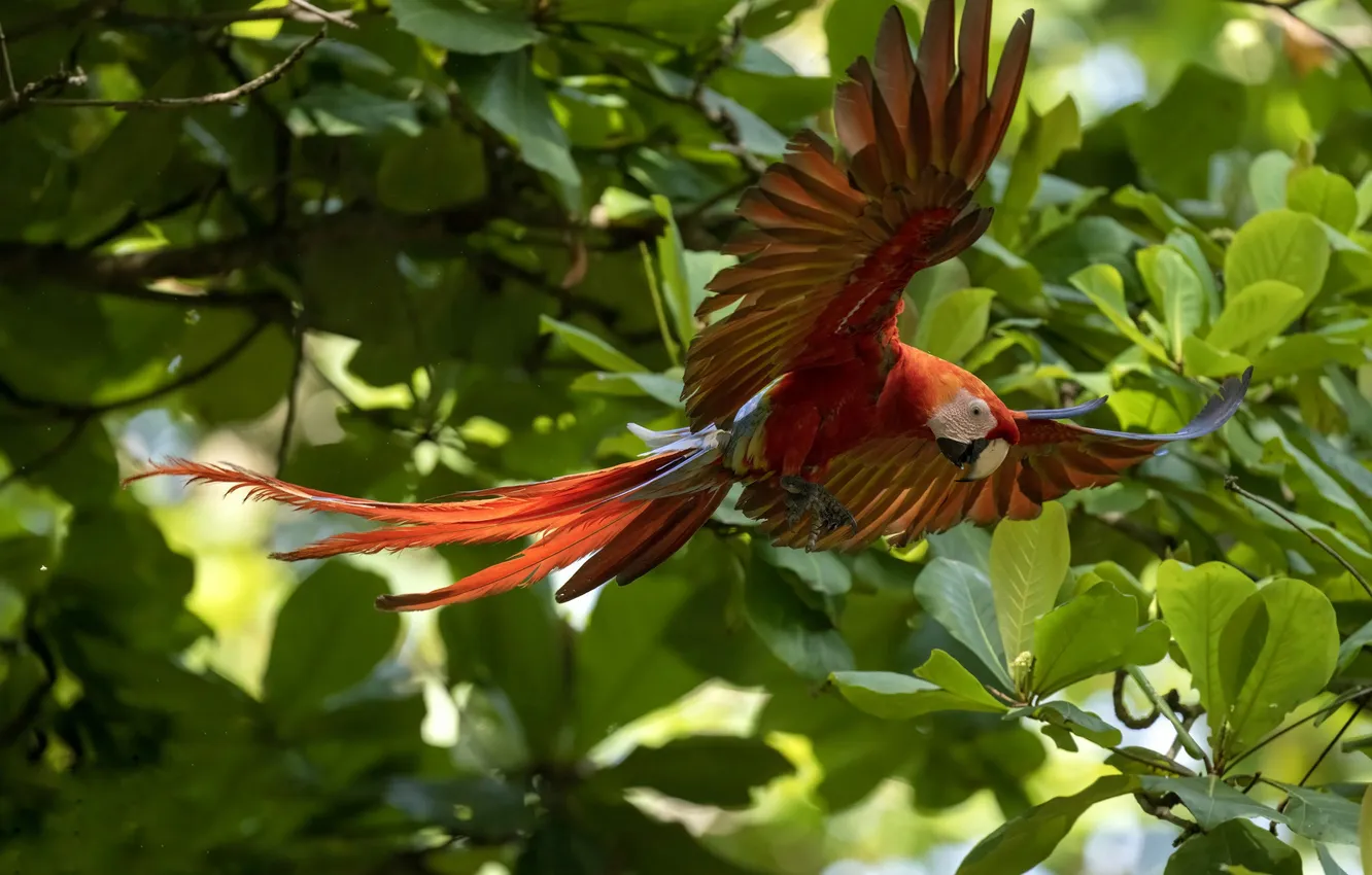 Photo wallpaper bird, jungle, parrot